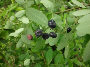 Nghiên cứu định lượng acid gallic toàn phần trong lá phèn đen và áp dụng trong khảo sát chiết xuất cao lá phèn đen