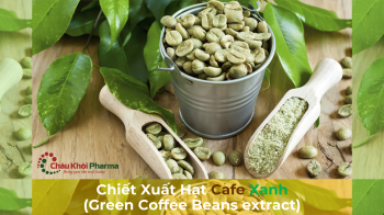Chiết xuất hạt Cafe Xanh (Green Coffee Beans extract)