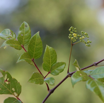 Nghiên cứu tối ưu hóa quy trình chiết xuất Dihydromyricetin từ lá chè dây Ampelopsis cantoniensis