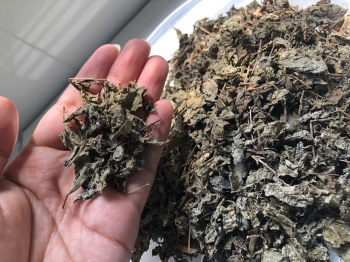 BẠCH LIỄM – Bí Ẩn Ẩn Giấu Sau Tên Gọi CHÈ DÂY