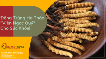 Đông trùng hạ thảo và những lợi ích cho sức khỏe
