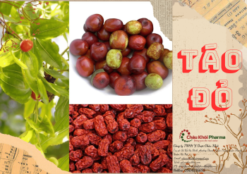 Táo Đỏ - Kho Tàng Dược Liệu Tự Nhiên Cho Sức Khỏe