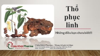 Khám Phá Vị Thuốc Thổ Phục Linh: Điểm Khác Biệt Quan Trọng so với Kim Cang Trung Quốc