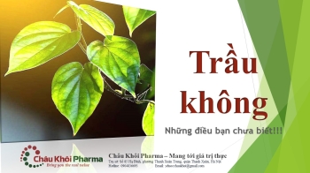 Cây Trầu Không: Bí Mật Tinh Hoa Thiên Nhiên Cho Sức Khỏe Và Làm Đẹp